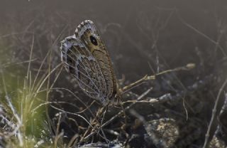 Beyaz Damarl Pirireis (Satyrus amasinus)