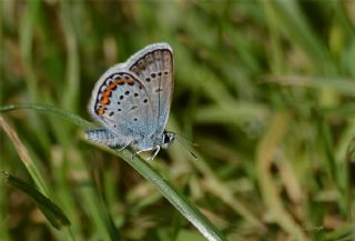 Gm Lekeli Esmergz (Plebejus argus)