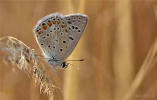 okgzl Mavi (Polyommatus icarus)