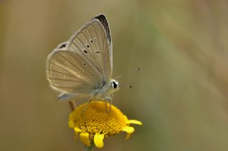 okgzl Anadolu Beyaz (Polyommatus menalcas)
