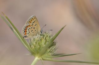 Tr almalar ([unknown genus] n/a)