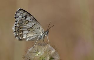 Anadolu Melikesi (Melanargia larissa)