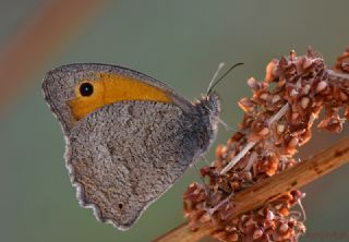 Esmerperi (Hyponephele lupina)