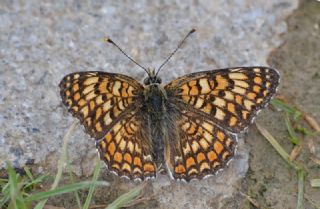 Benekli Byk parhan (Melitaea phoebe)