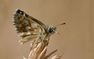 Kzl Zpzp (Spialia orbifer)