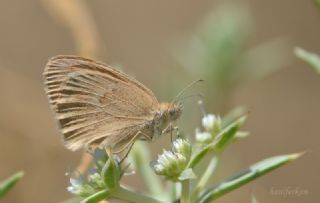 Kk Zpzp Perisi (Coenonympha pamphilus)