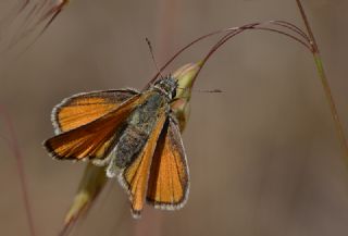 Siyah Antenli Zpzp (Thymelicus lineolus)