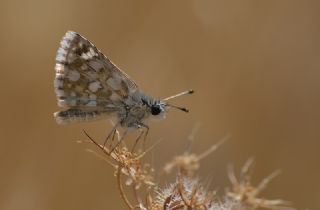 Kzl Zpzp (Spialia orbifer)