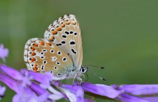 okgzl Gk Mavisi (Polyommatus bellargus)