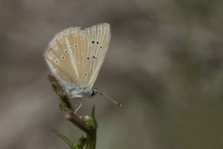 ? Agro Tr (Tanmsz) (Agrodiaetus sp.)