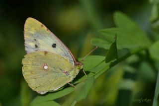 Sar Azamet (Colias croceus)