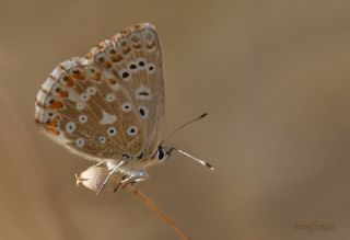 okgzl Gk Mavisi (Polyommatus bellargus)