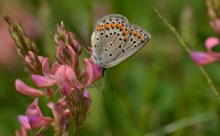 Anadolu Esmergz (Plebejus modicus)