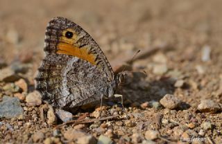 Seyit (Arethusana arethusa)