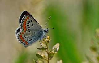 okgzl Esmer (Aricia agestis)