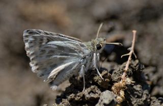 ark Zpzp (Carcharodus orientalis)