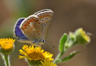 okgzl Meneke Mavisi (Polyommatus thersites)