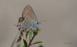 Gzel Sevbeni (Satyrium spini)