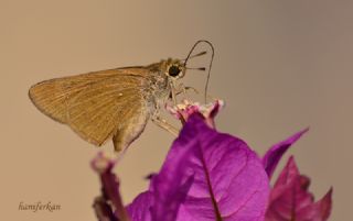 Cce Zpzp (Gegenes pumilio)