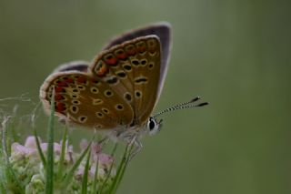 okgzl Mavi (Polyommatus icarus)