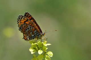 Gzel parhan (Melitaea trivia)