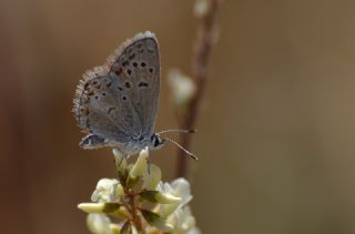okgzl Kk Turan Mavisi (Polyommatus cornelius)