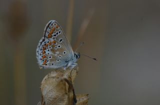 okgzl Orman Esmeri (Aricia artaxerxes)