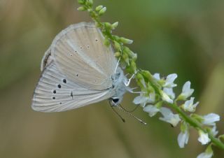 okgzl Anadolu Beyaz (Polyommatus menalcas)