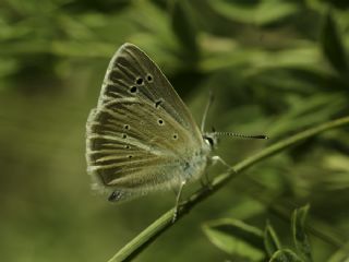 okgzl Damon Mavisi (Polyommatus damon)