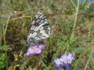 Orman Melikesi (Melanargia galathea)