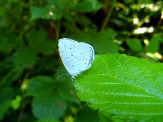 Kutsal Mavi (Celastrina argiolus)