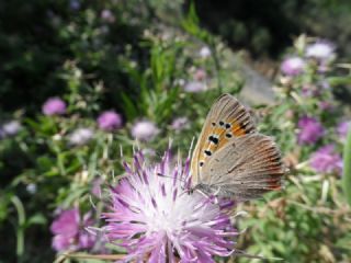 Benekli Bakr Gzeli (Lycaena phlaeas)