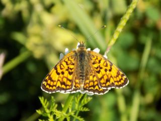 Benekli Byk parhan (Melitaea phoebe)