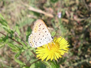 Kk Ate Gzeli (Lycaena thersamon)