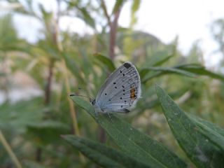 Tr almalar ([unknown genus] n/a)