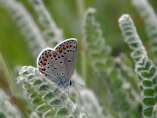 Anadolu Esmergz (Plebejus modicus)