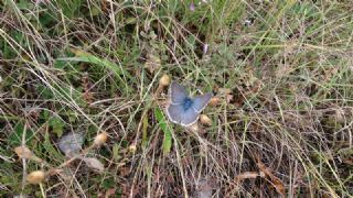 okgzl Balkan Mavisi (Aricia anteros )