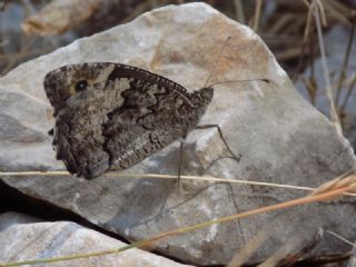 Byk Karamelek (Hipparchia syriaca)