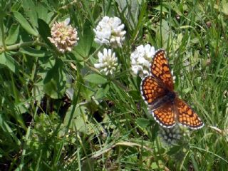 Amannisa (Melitaea athalia)