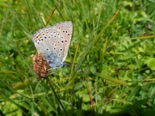 Byk Mor Bakr Gzeli (Lycaena alciphron)