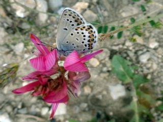 Gm Lekeli Esmergz (Plebejus argus)