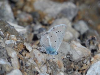 ? Agro Tr (Tanmsz) (Agrodiaetus sp.)