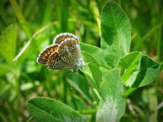 okgzl Esmer (Aricia agestis)