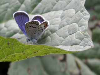 Gm Lekeli Esmergz (Plebejus argus)