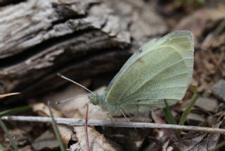 Kk Beyazmelek (Pieris rapae)