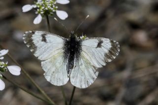 Step Ssls (Anthocharis gruneri)