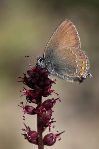 Byk Sevbeni (Satyrium ilicis)