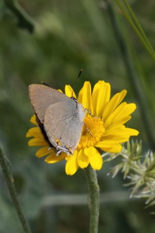 Sevbeni (Satyrium abdominalis)