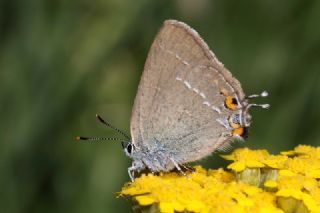 Minik Sevbeni (Satyrium acaciae)