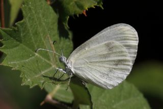 Narin Orman Beyaz (Leptidea sinapis)